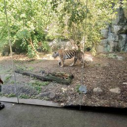 Tiger Tiger