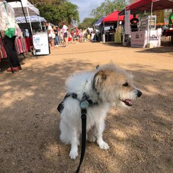 Break Free Unlimited - Merlin at the Farmer's Market.