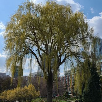 Toronto Music Garden - Botanical Gardens Near Me - Toronto, Ontario