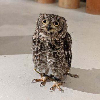 フクロウの巣カフェ - Updated May 2026 - 35 Photos - 上野4-5-11