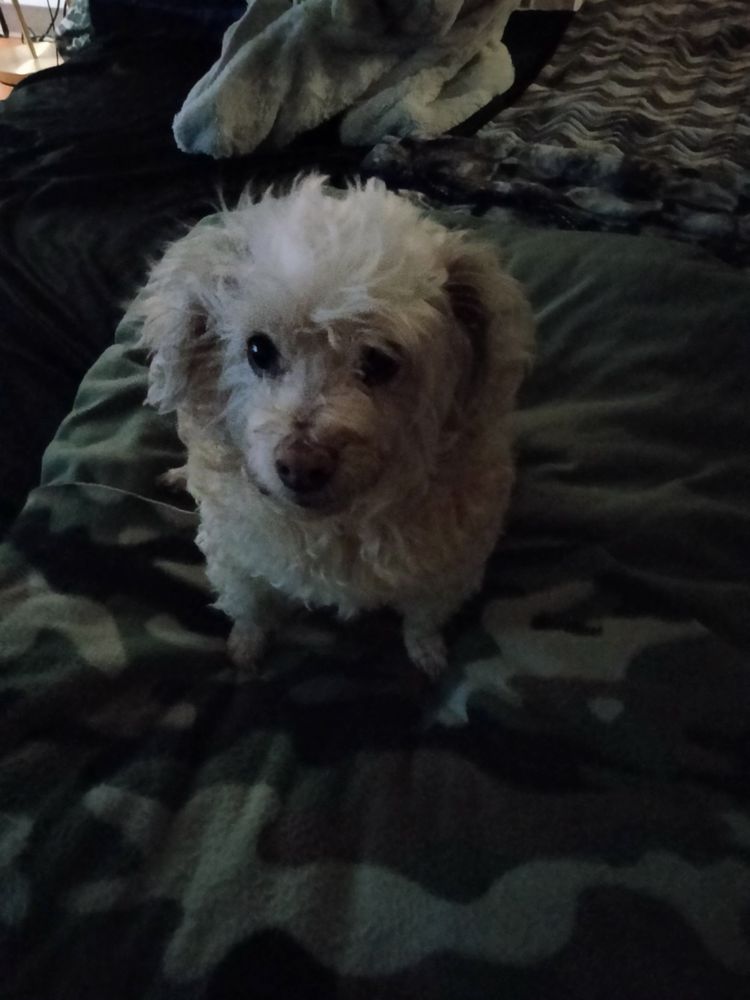 People & Pets Together - social services organization in Minneapolis, MN