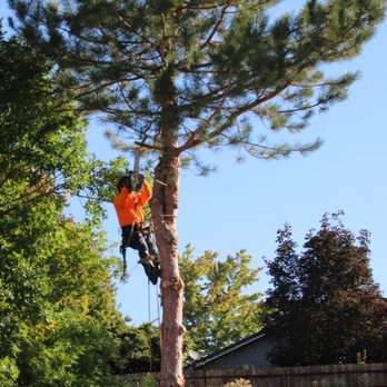 Expert Tree and Yard Service - Tree Services Near Me - Reno, Nevada Expert Tree and Yard Service - Tree Services Near Me - Reno, Nevada