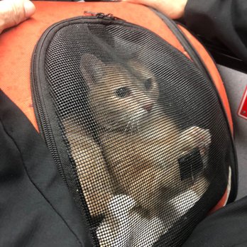 ASPCA Adoption Center - Sandy in his carrier asking to get out - Animal Shelters Near Me - New York, New York ASPCA Adoption Center - Sandy in his carrier asking to get out - Animal Shelters Near Me - New York, New York