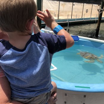 The Turtle Hospital - My boy loved waving at the turtles - Veterinarians Near Me - Marathon, Florida The Turtle Hospital - My boy loved waving at the turtles - Veterinarians Near Me - Marathon, Florida