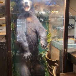 Full size bear!