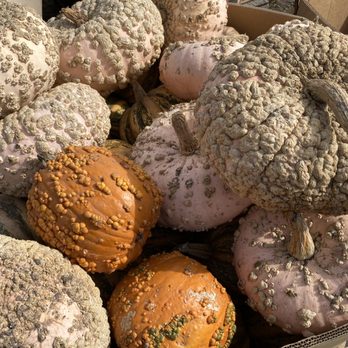 Repetto's Pumpkins - Repetto's Pumpkins in Half Moon Bay - Pumpkin Patches Near Me - Half Moon Bay, California Repetto's Pumpkins - Repetto's Pumpkins in Half Moon Bay - Pumpkin Patches Near Me - Half Moon Bay, California