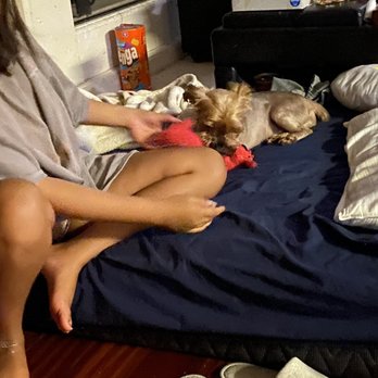 Savannah Veterinary Emergency Clinic - Home recovering and walking again - Emergency Pet Hospital Near Me - Savannah, Georgia