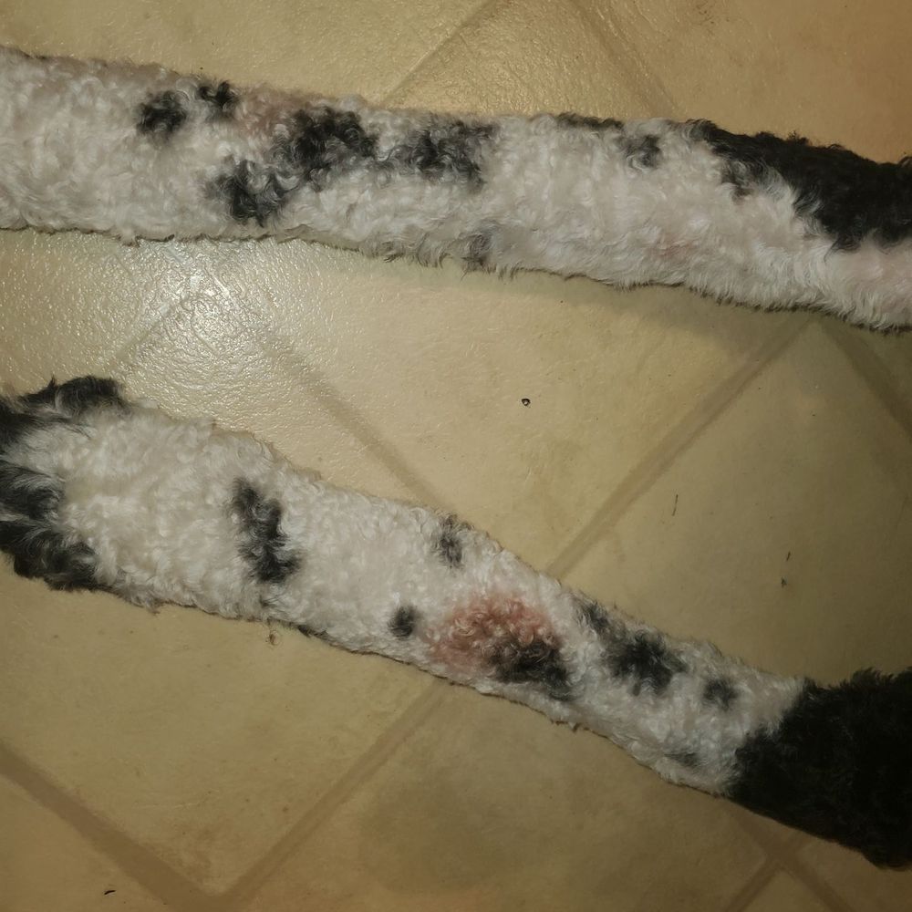 The Proper Pup Grooming - Spots where he's licked his legs raw after coming back - Pet Groomers Near Me - Saint Louis, Missouri The Proper Pup Grooming - Spots where he's licked his legs raw after coming back - Pet Groomers Near Me - Saint Louis, Missouri