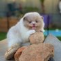 Happy Day Poms
