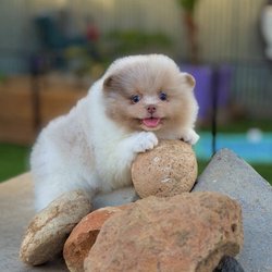 Happy Day Poms
