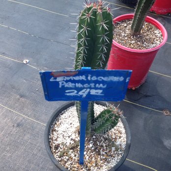 The Cactus King - Colorful signage - Nurseries & Gardening Near Me - Houston, Texas