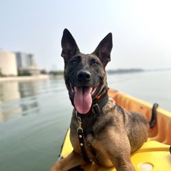 Sit Means Sit