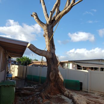 MonkeyMan Tree Care - End day 3 - Tree Services Near Me - Aiea, Hawaii MonkeyMan Tree Care - End day 3 - Tree Services Near Me - Aiea, Hawaii