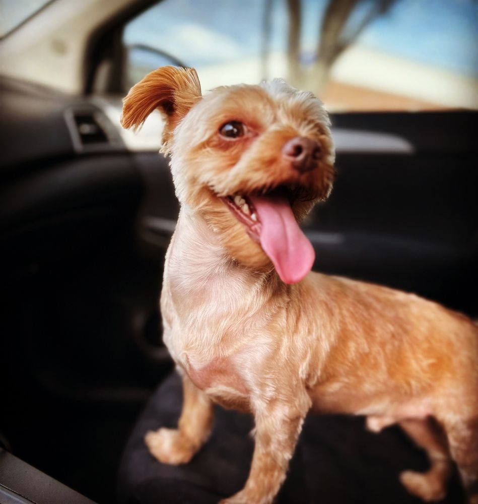 LEGACY PET GROOMING Updated August 2024 68 Photos & 98 Reviews