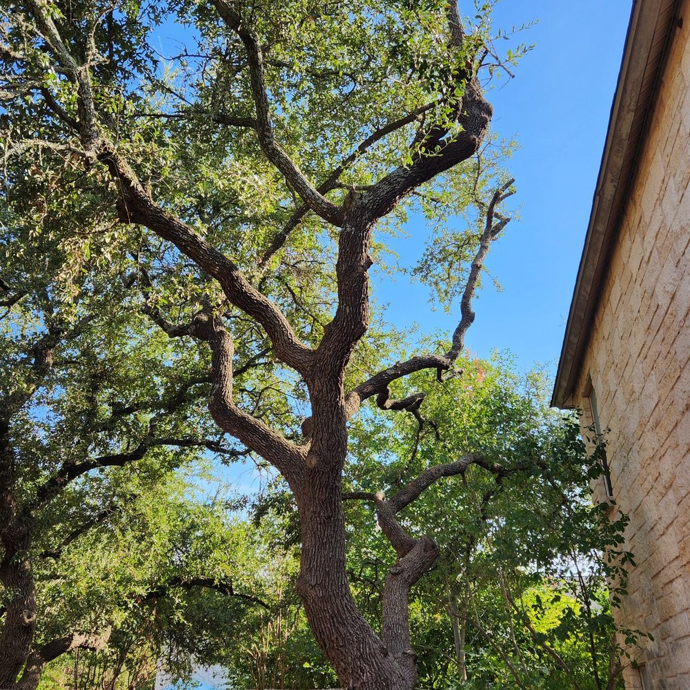 Tree Green Services - Tree Services Near Me - Austin, Texas