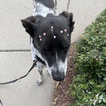 The Wow Factor Dog Grooming - Velma loved her bling! - Pet Groomers Near Me - Charlotte, North Carolina The Wow Factor Dog Grooming - Velma loved her bling! - Pet Groomers Near Me - Charlotte, North Carolina