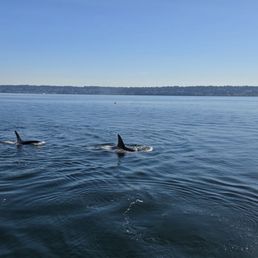Orca whales Orca whales