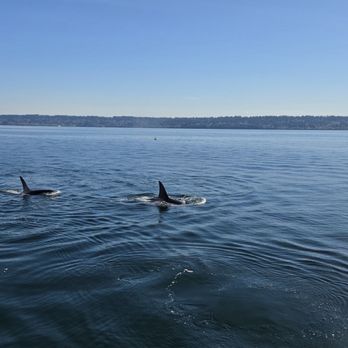 Puget Sound Express - Orca whales - Whale Watching Tours Near Me - Edmonds, Washington Puget Sound Express - Orca whales - Whale Watching Tours Near Me - Edmonds, Washington