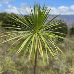 Iliau Nature Loop - Iliau...