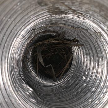 Wildlife X Team - The bird's nest I found in my dryer tubing after they came out for a "full home" inspection. - Wildlife Control Near Me Wildlife X Team - The bird's nest I found in my dryer tubing after they came out for a "full home" inspection. - Wildlife Control Near Me