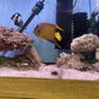 Photo of Ocean Design Aquarium