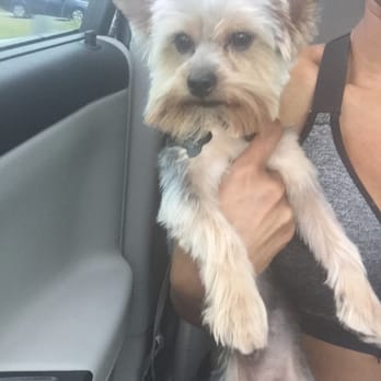 Pet Styling by Mimi - Awesome job I  it - Pet Groomers Near Me - Boerne, Texas