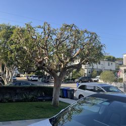 Redwood Tree and Landcare - After