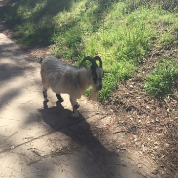 Sturtevant Falls - Goats roaming around. - Hiking Near Me Sturtevant Falls - Goats roaming around. - Hiking Near Me