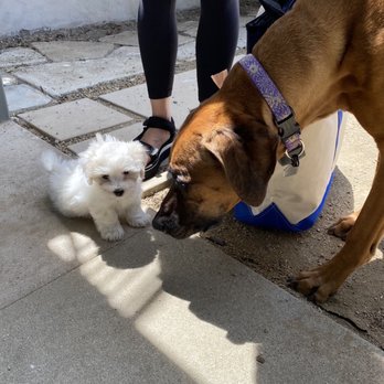 Karma Dog Training - Dog Walkers Near Me - Los Angeles, California Karma Dog Training - Dog Walkers Near Me - Los Angeles, California