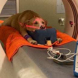Oliver getting a CT to check for other tumors. Oliver getting a CT to check for other tumors.