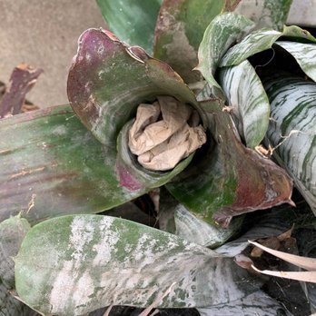 LG Builders - Trash shoved in my plants and trees by LG builder employees - General Contractors Near Me - North Hollywood, California