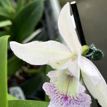 Krull Smith Orchids - Nurseries & Gardening Near Me - Apopka, Florida Krull Smith Orchids - Nurseries & Gardening Near Me - Apopka, Florida