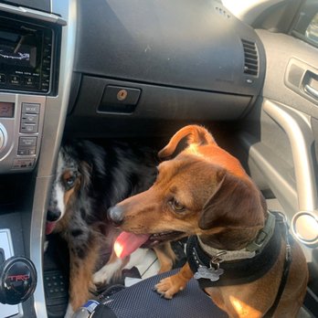 Canine Education - Pet Training Near Me - San Diego, California Canine Education - Pet Training Near Me - San Diego, California
