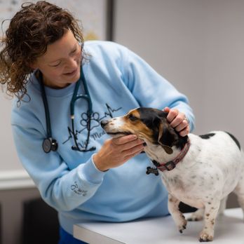 Countryside Animal Hospital - Veterinarians Near Me - Covington, Georgia Countryside Animal Hospital - Veterinarians Near Me - Covington, Georgia