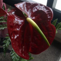 La Boutique Fleurie - Fleur d'Anthurium