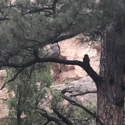 Canyon Vista Campground - Can you see him?