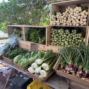 Sage Hill Ranch Gardens - Turnips, bok choi, green onion, cabbage - Attraction Farms Near Me - Escondido, California Sage Hill Ranch Gardens - Turnips, bok choi, green onion, cabbage - Attraction Farms Near Me - Escondido, California