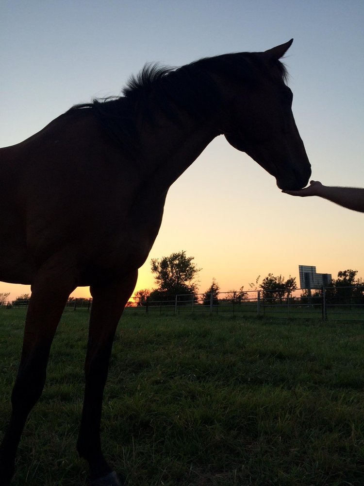 Bold Horse Solutions - grief counselor in Shawnee, KS