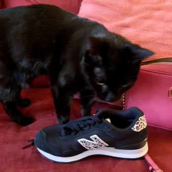 DSW Designer Shoe Warehouse - My black leopard print Chloe approved in New Balance's! - Shoe Stores Near Me - Bethesda, Maryland