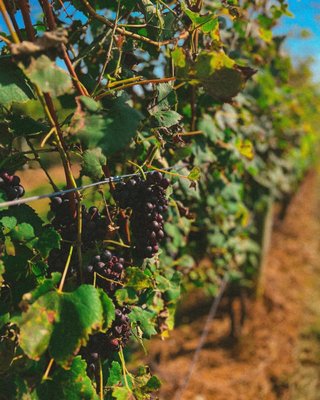 Big Cork Vineyards by null