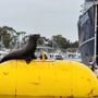 Photo of San Dog Kayak Adventures and Charter Fishing