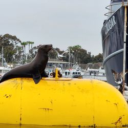 San Dog Kayak Adventures and Charter Fishing