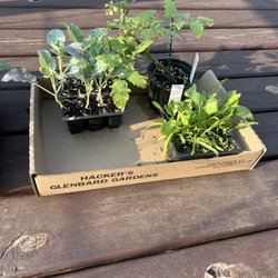 Hacker's Glenbard Gardens - Spinach, broccoli, grape tomatoes