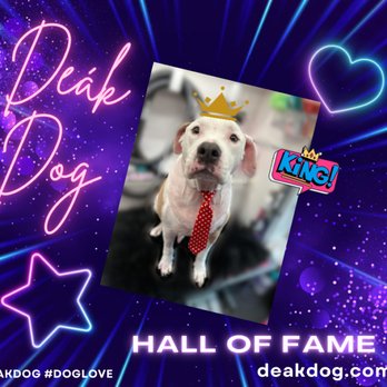 Deak Dog Grooming - Deàk Dog hall of fame! - Pet Groomers Near Me - Okeechobee, Florida
