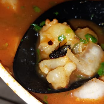 Ray's Mexican Restaurant - Dead fly in menudo - Mexican Near Me - San Diego, California Ray's Mexican Restaurant - Dead fly in menudo - Mexican Near Me - San Diego, California