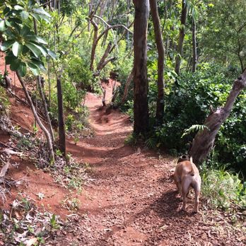 Aiea Loop Trail - Hiking Near Me - Aiea, Hawaii