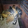 Photo of Animal Removal of Texas