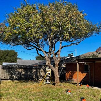 Marion’s Tree Surgeon - After trimming tree - Tree Services Near Me Marion’s Tree Surgeon - After trimming tree - Tree Services Near Me