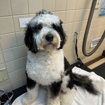 The Canine Scrub - Blow dry room - Pet Groomers Near Me - Lincoln, Nebraska The Canine Scrub - Blow dry room - Pet Groomers Near Me - Lincoln, Nebraska
