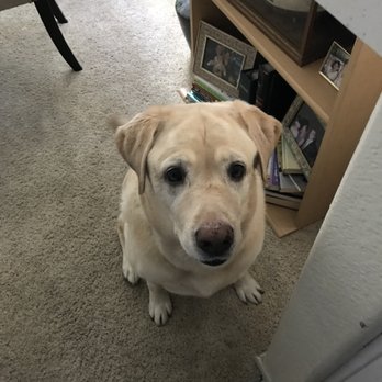 Free lance grooming services - Cooper... my yellow Lab!!!! - Pet Groomers Near Me